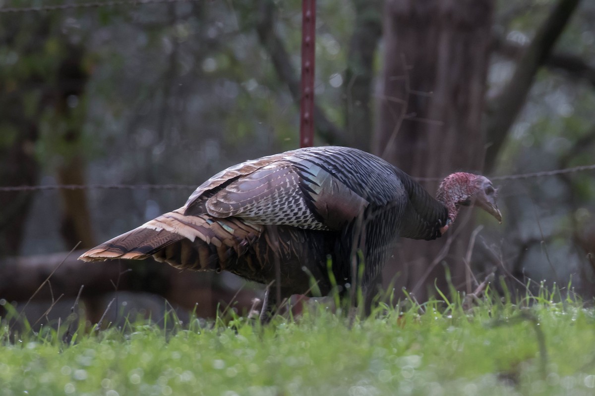 Wild Turkey - Patricia Clark