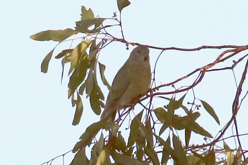 tanımsız papağan (Psittaciformes sp.) - ML613763261