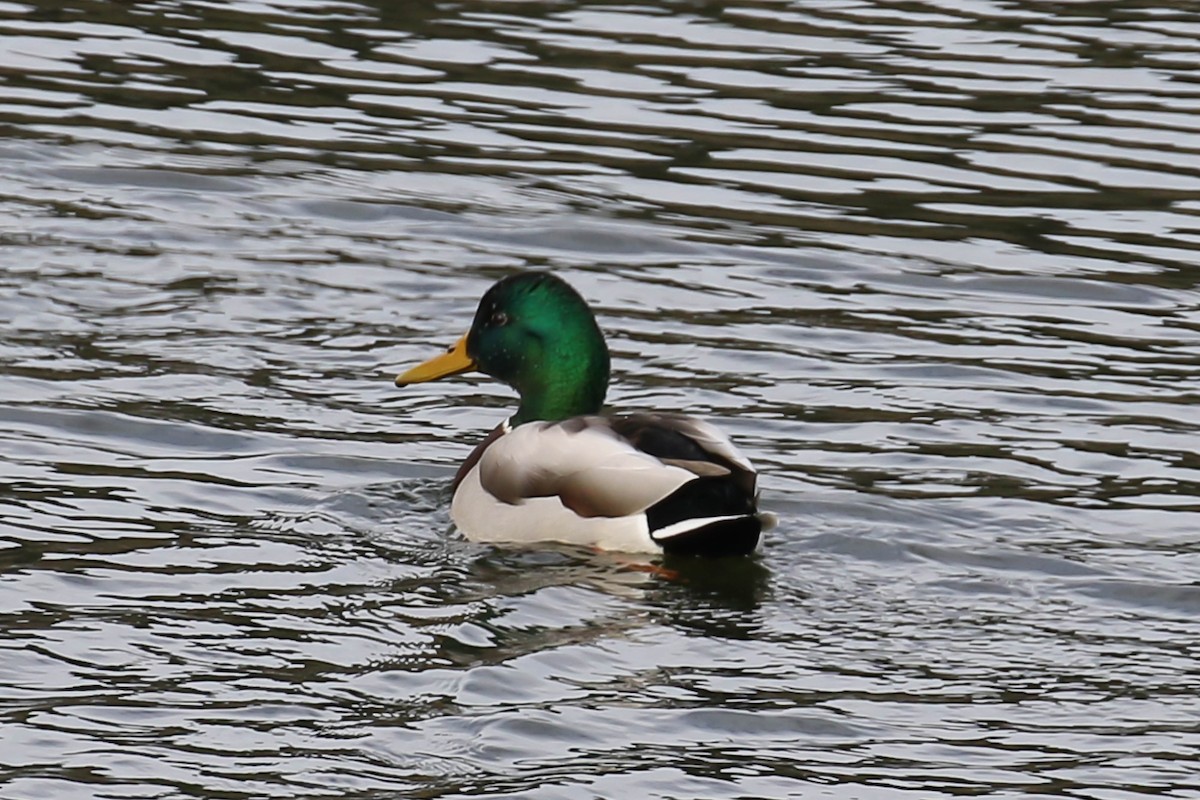 Mallard - Patricia Clark