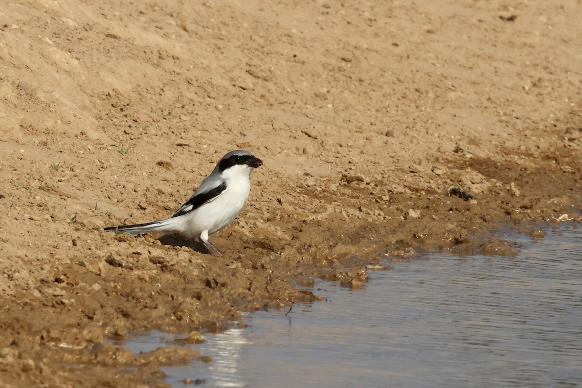 Great Gray Shrike (Indian) - ML613763270