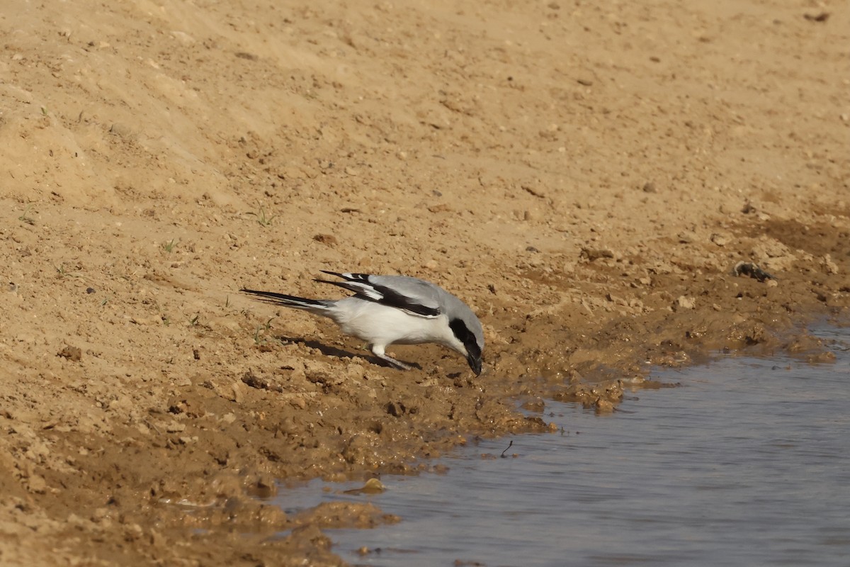 Great Gray Shrike (Indian) - ML613763271