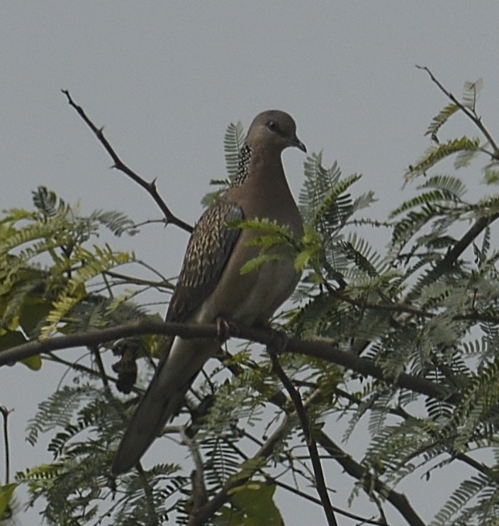 Spotted Dove - ML613763372