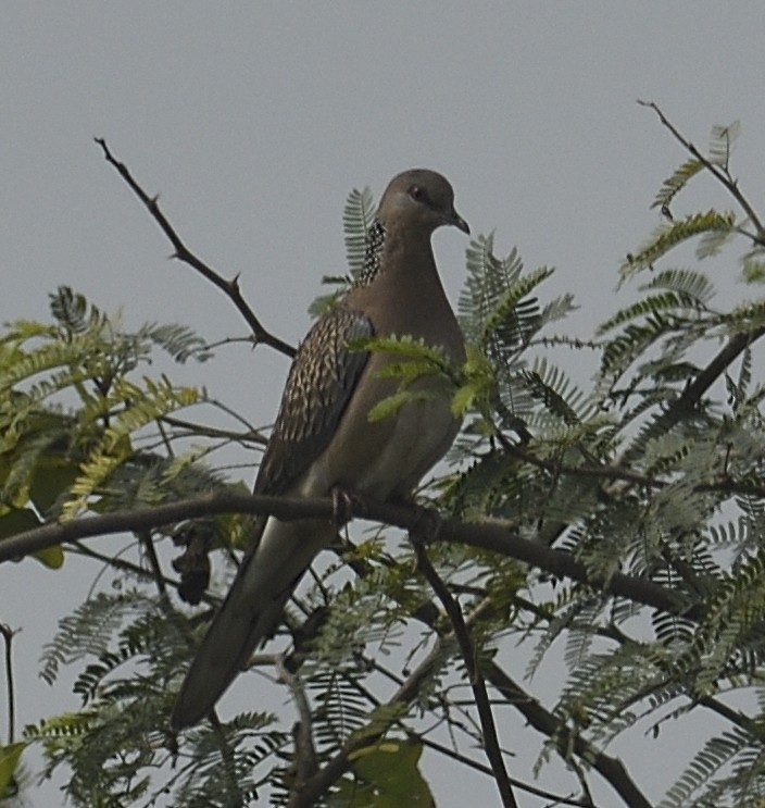 珠頸斑鳩 - ML613763372