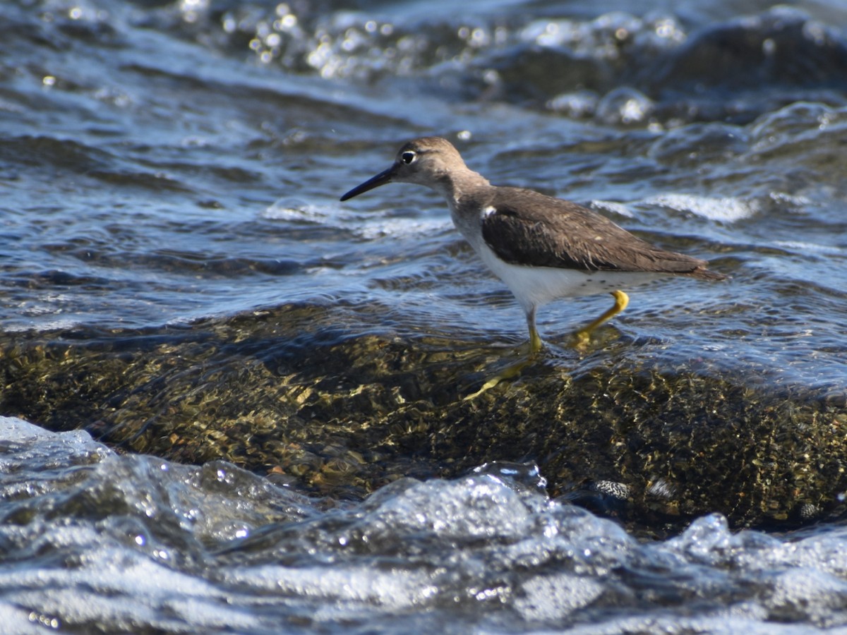 Spotted Sandpiper - ML613763423