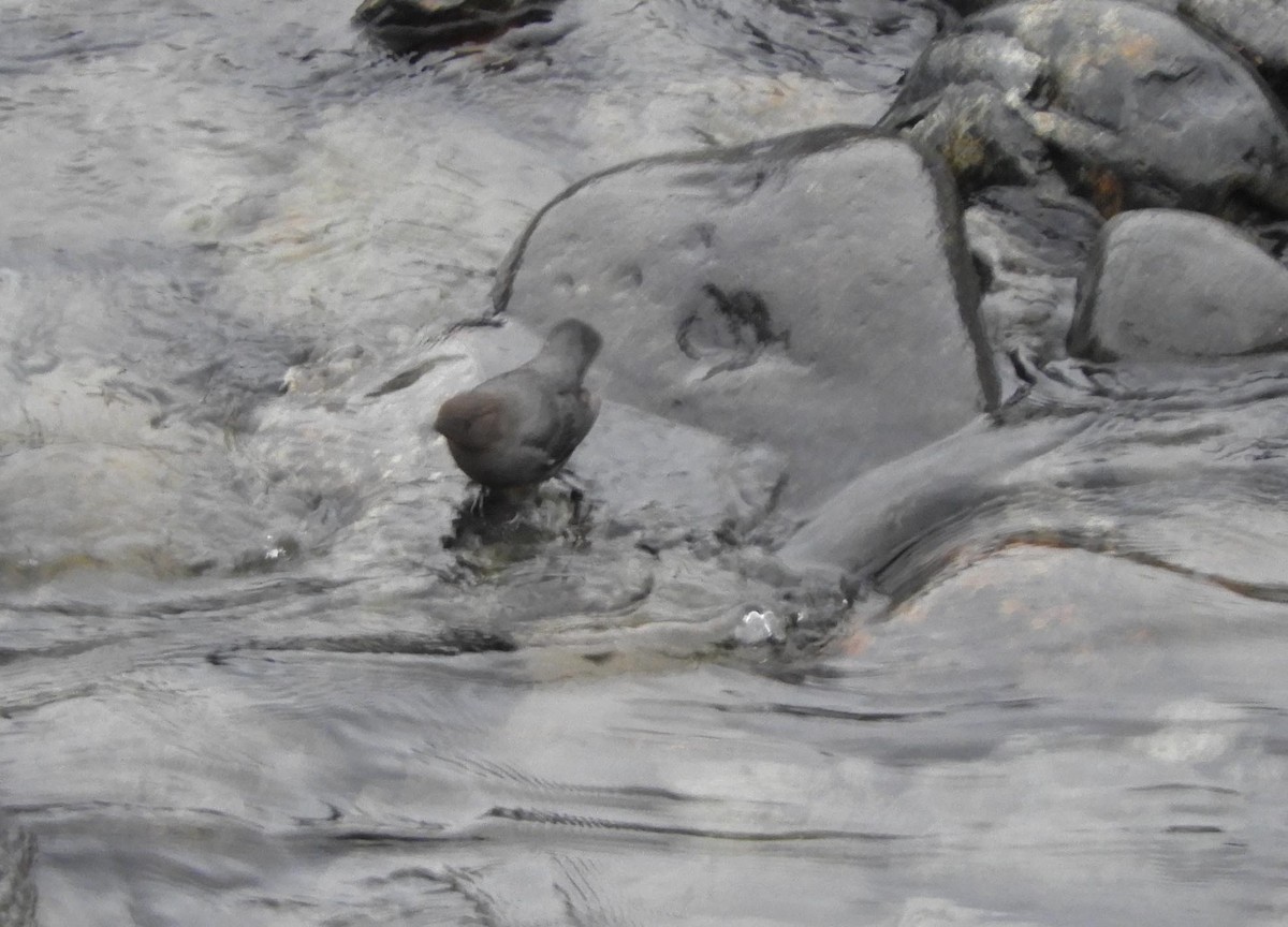 American Dipper - ML613763470