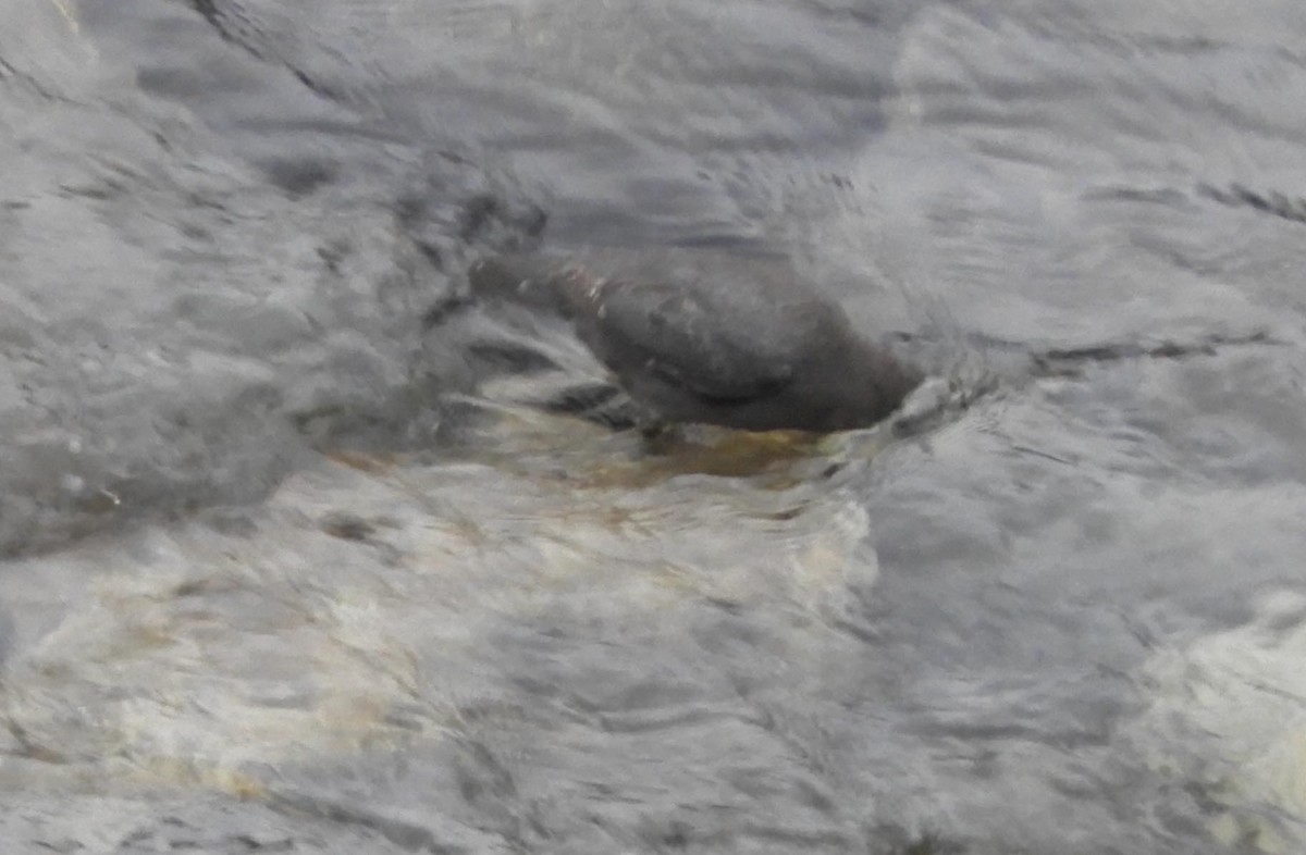 American Dipper - Brant Brumbeloe