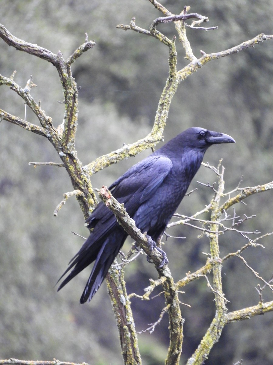 Common Raven - ML613763495