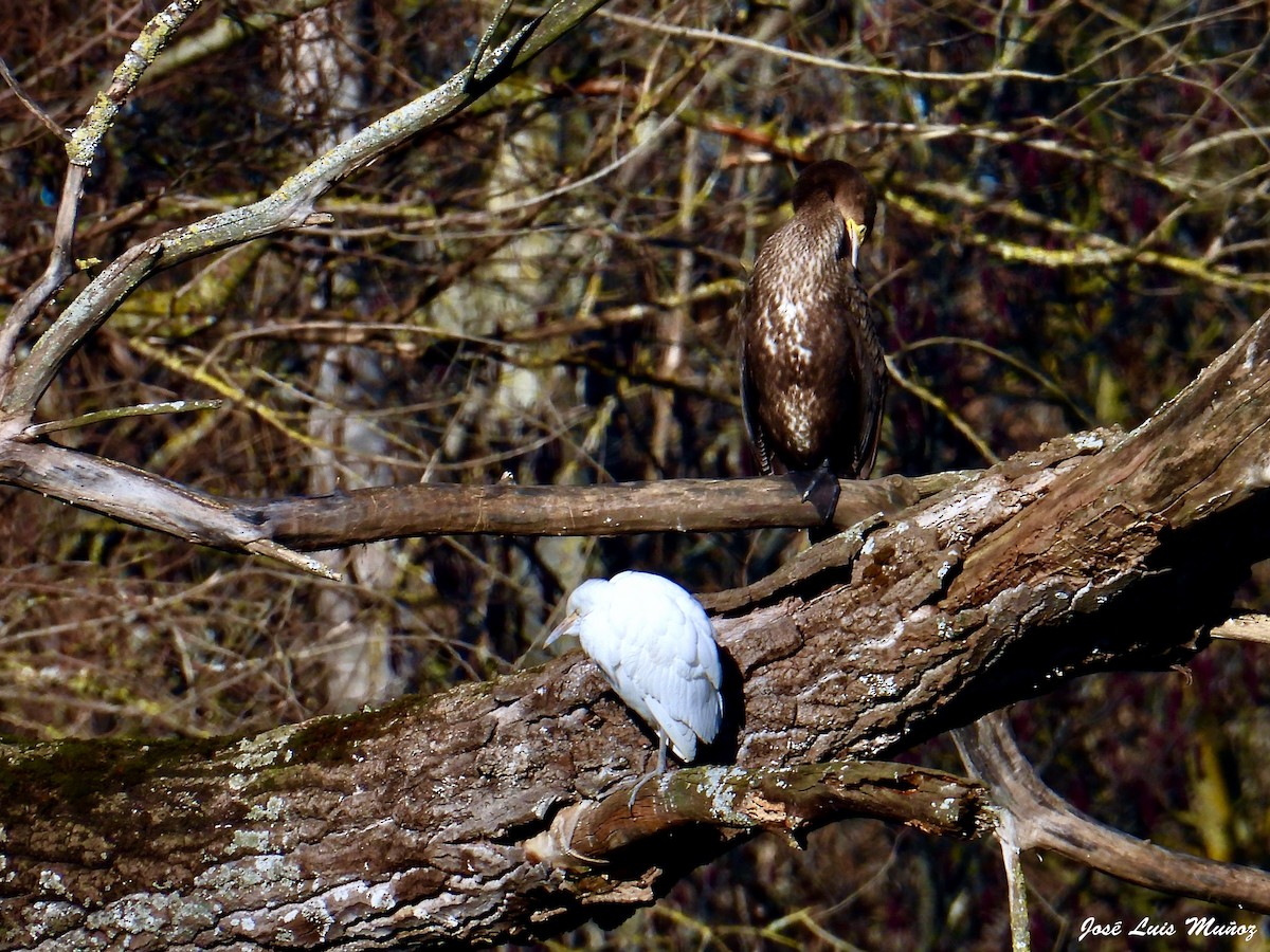 Western Cattle Egret - ML613763500