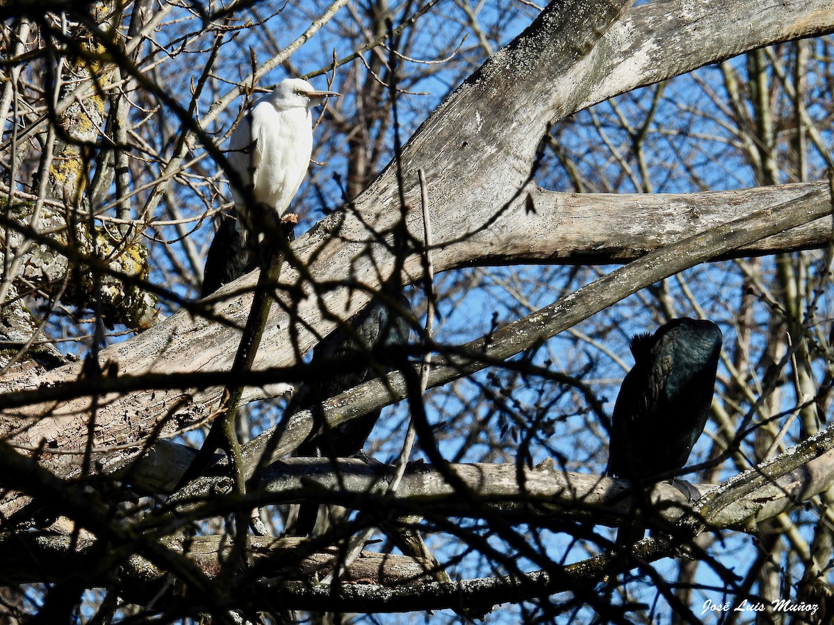 Western Cattle Egret - ML613763505