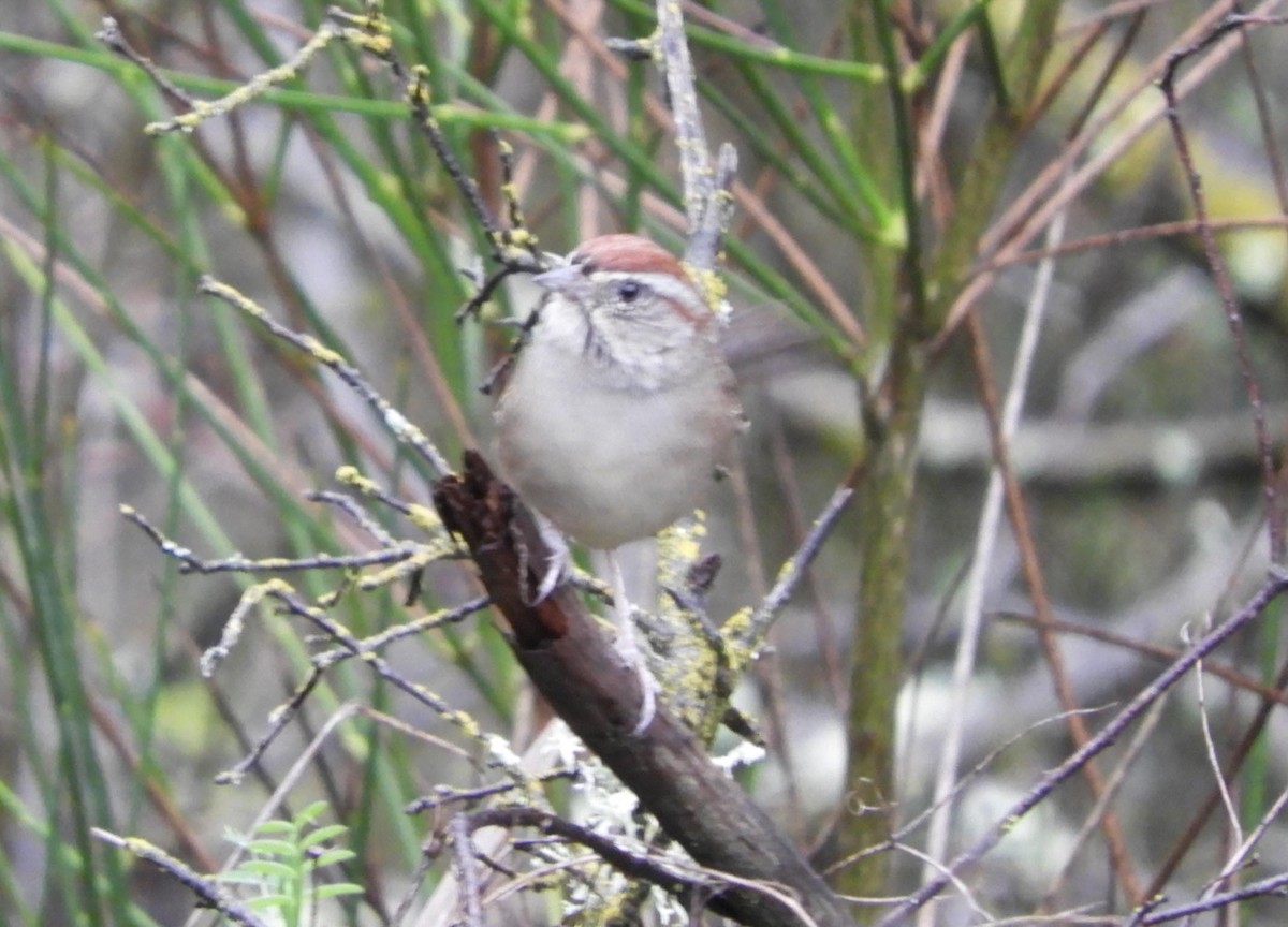 Rufous-crowned Sparrow - ML613763510