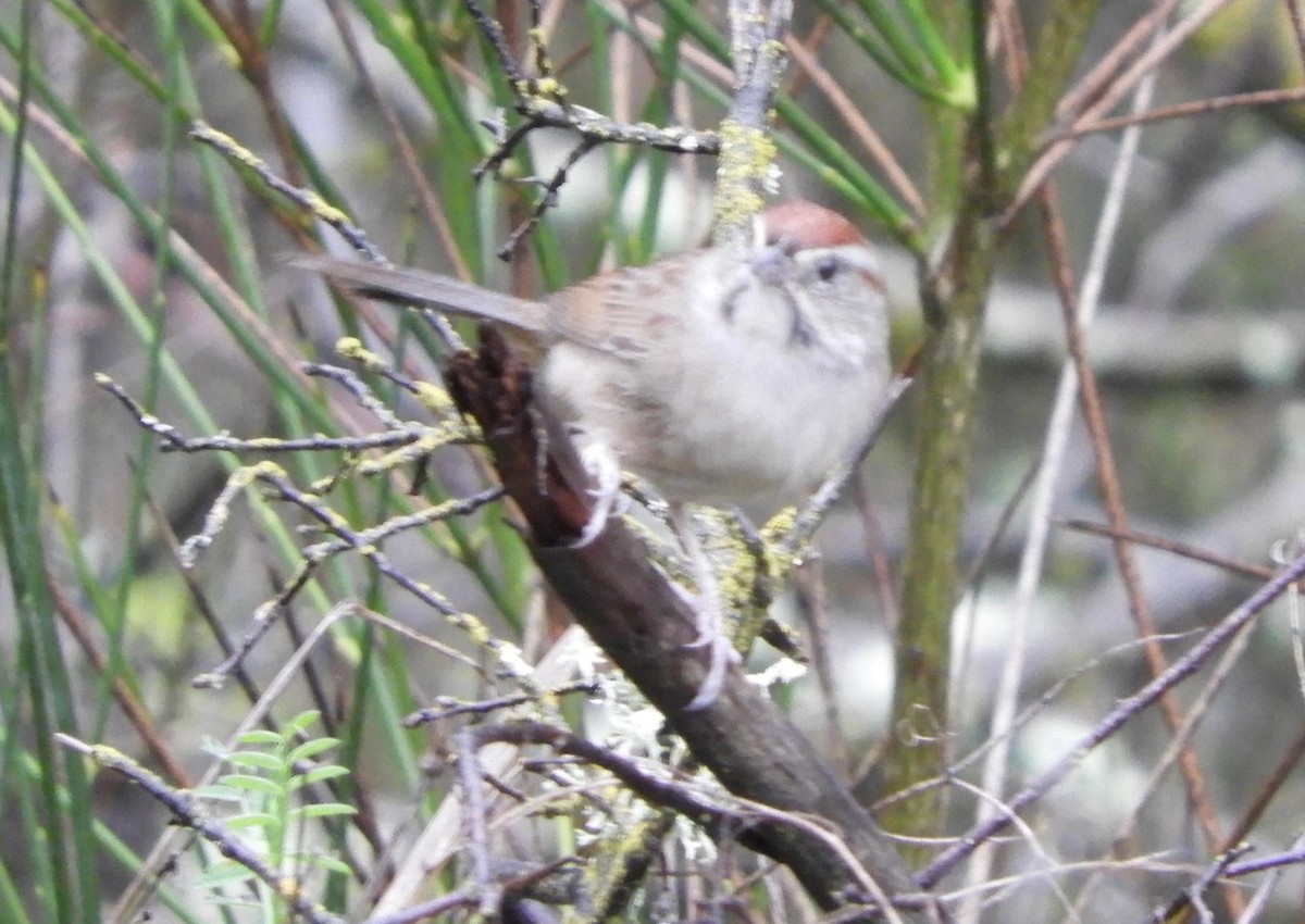 Rufous-crowned Sparrow - ML613763514