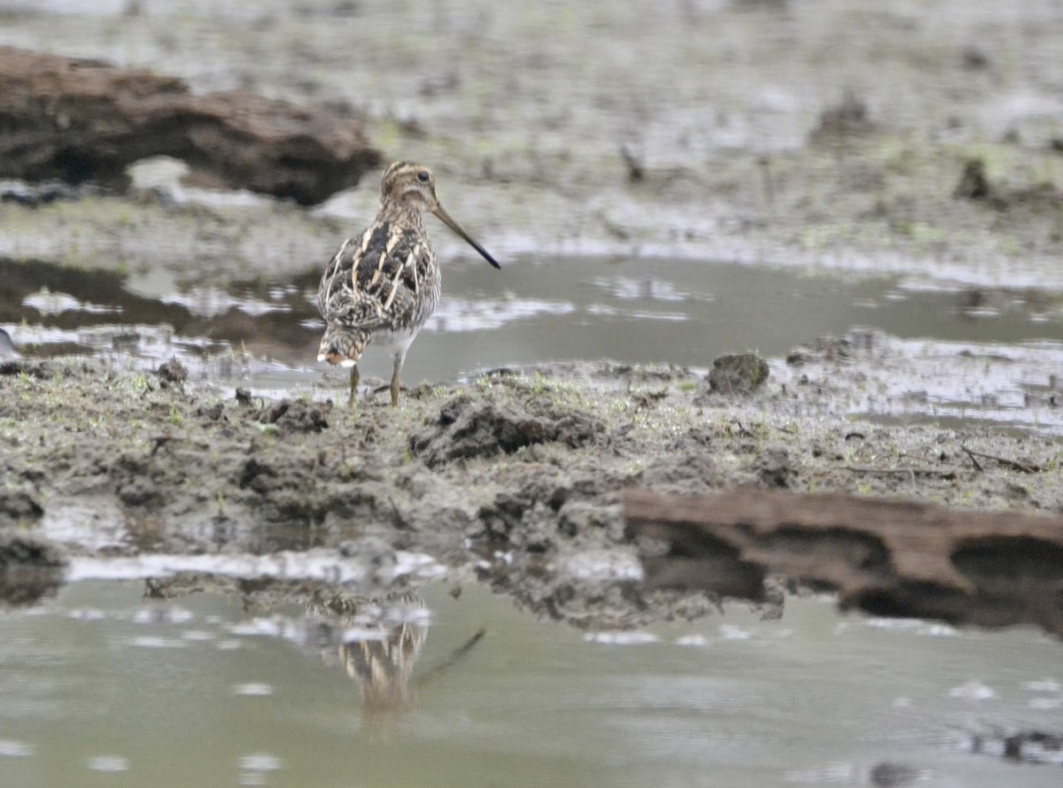 Wilson's Snipe - ML613763523