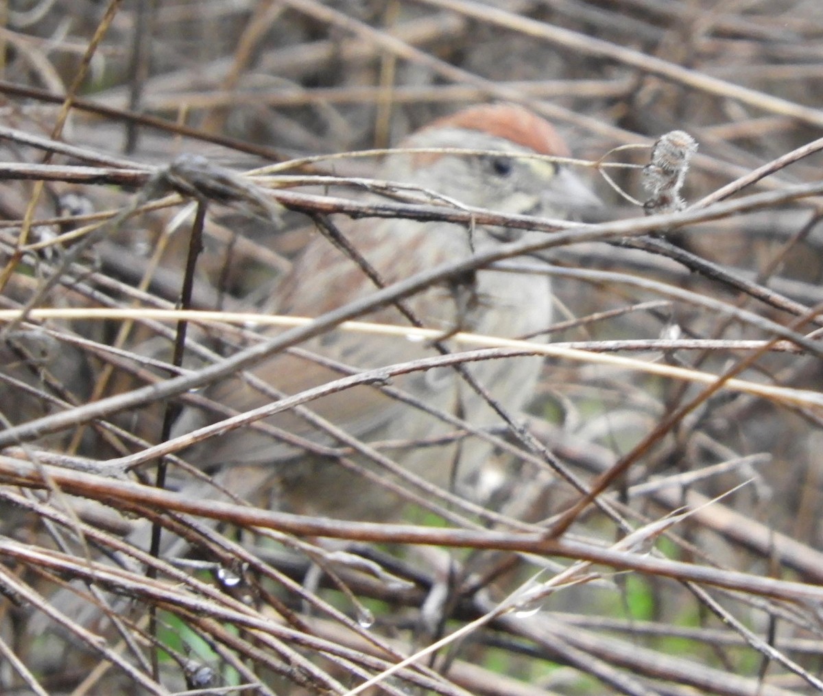 Rufous-crowned Sparrow - ML613763524