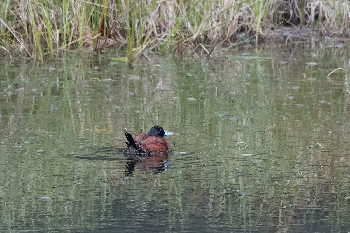 Andean Duck - ML613763557