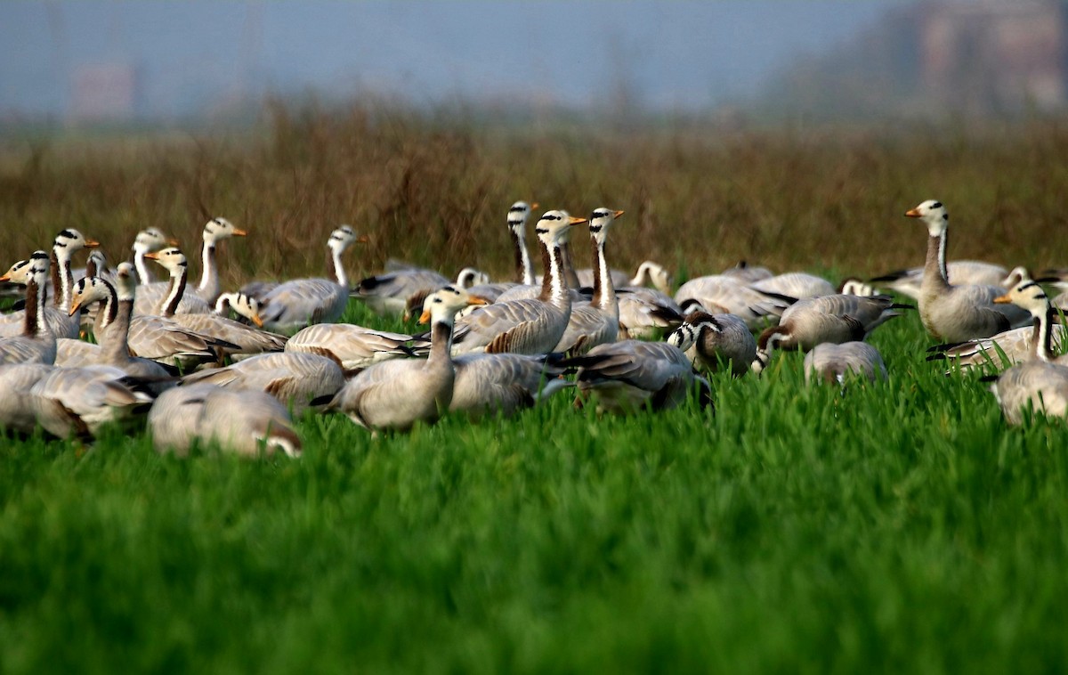 Bar-headed Goose - ML613763611