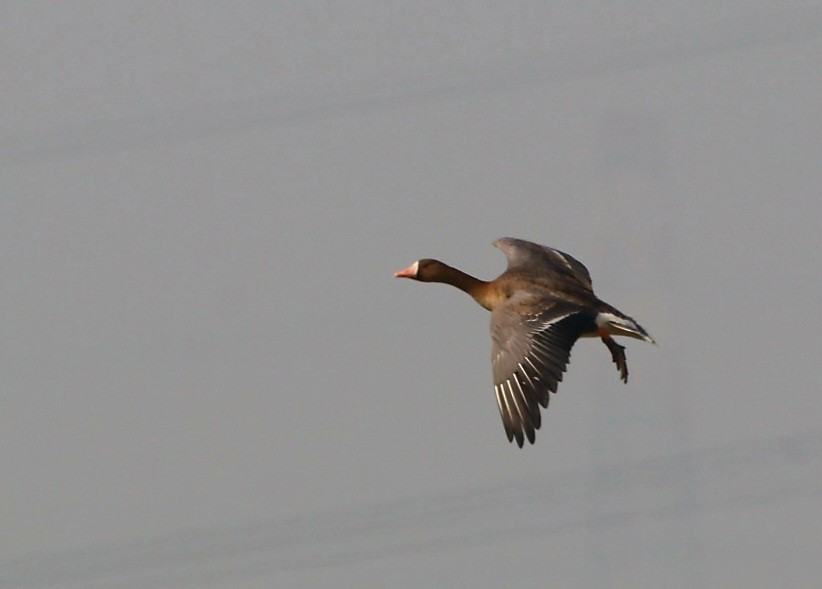 Greater White-fronted Goose - ML613763626