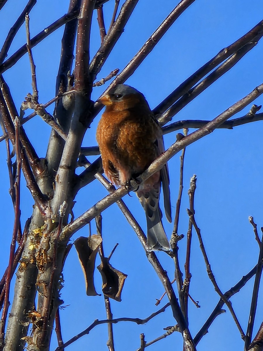 Gray-crowned Rosy-Finch - ML613763627