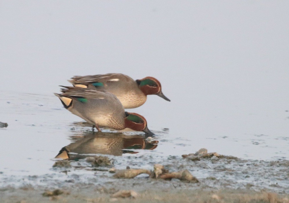 Green-winged Teal - ML613763639
