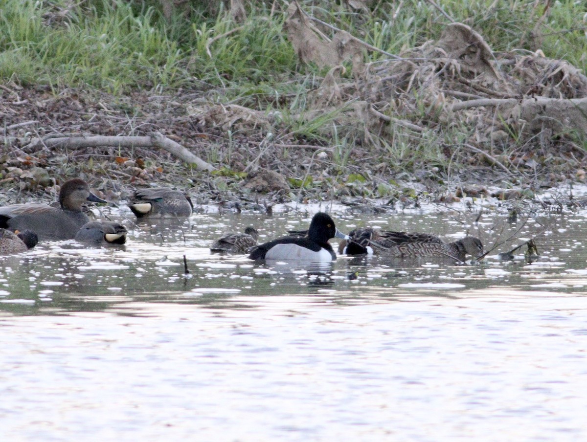 Ring-necked Duck - Rhonda Desormeaux