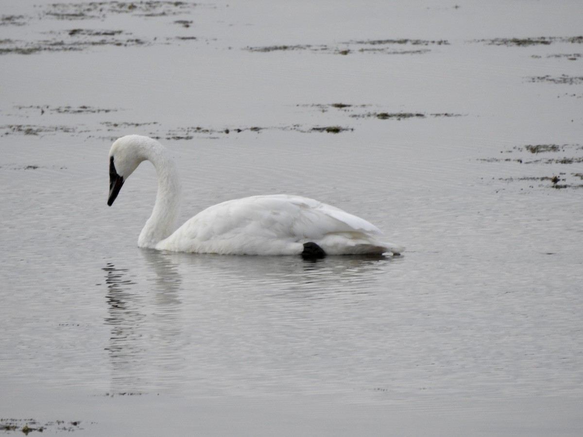 Trumpeter Swan - Diana Piep