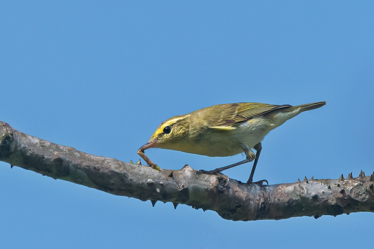 Green Warbler - Rajkumar Das