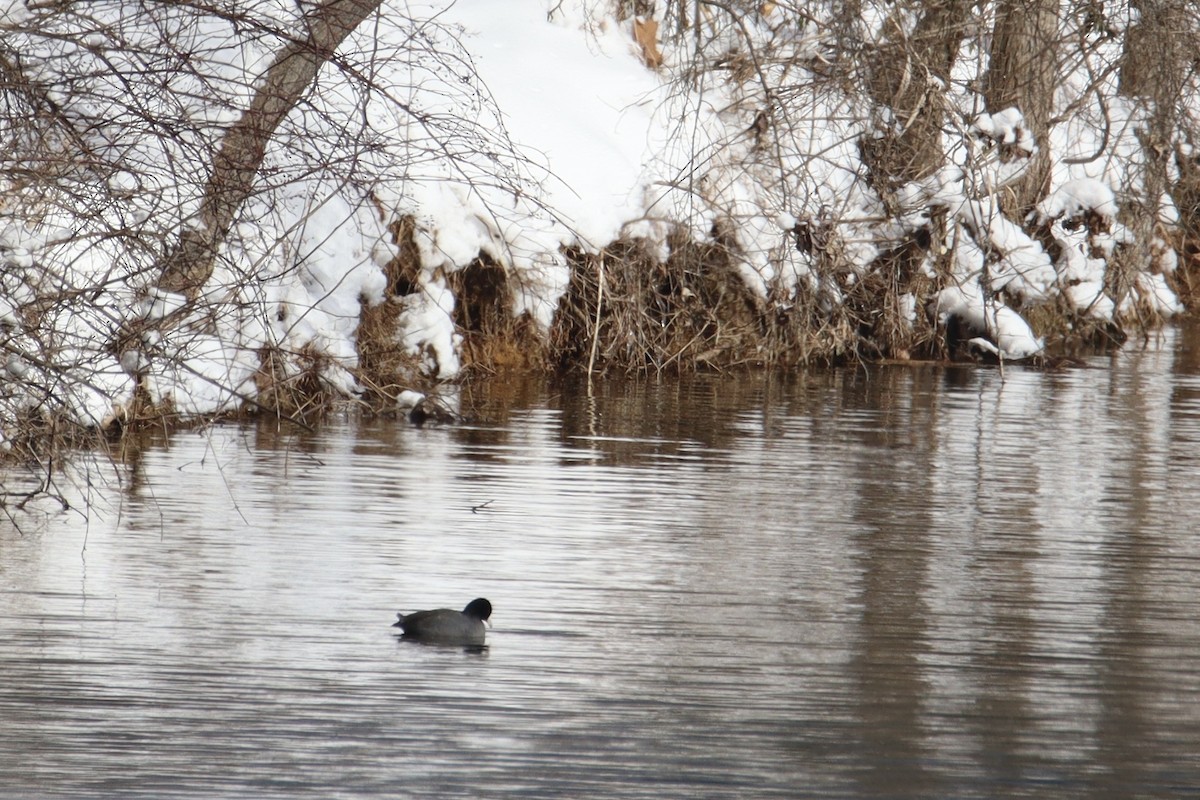 American Coot - ML613763742