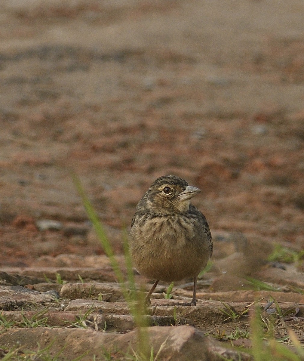 Bengal Bushlark - ML613763780