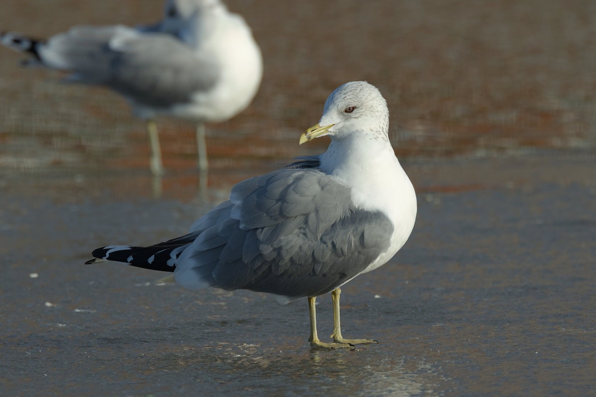 Common Gull (European) - Severin Uebbing