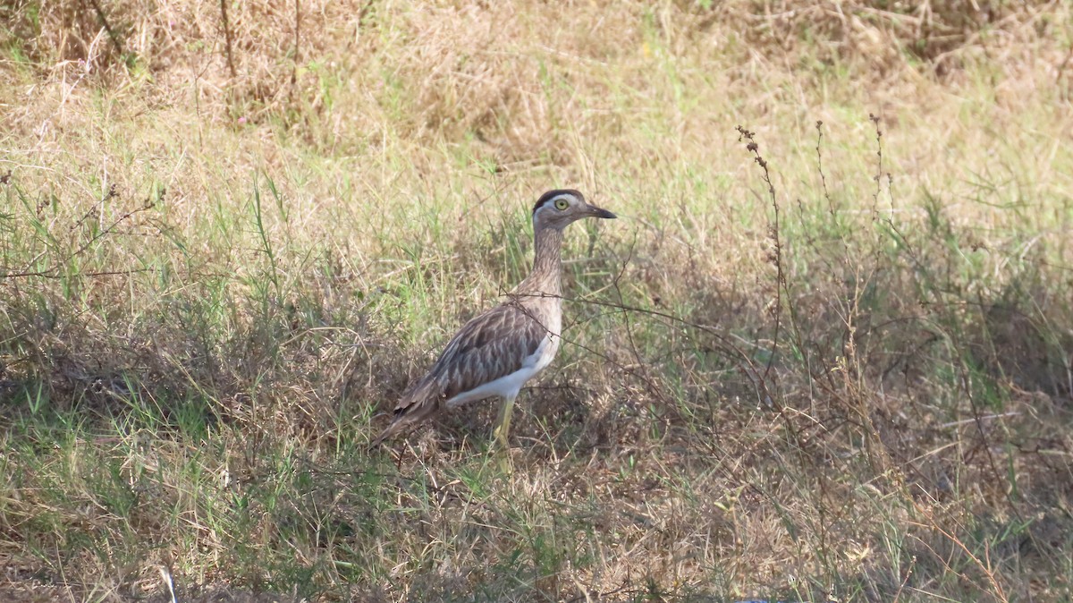 Double-striped Thick-knee - ML613763825