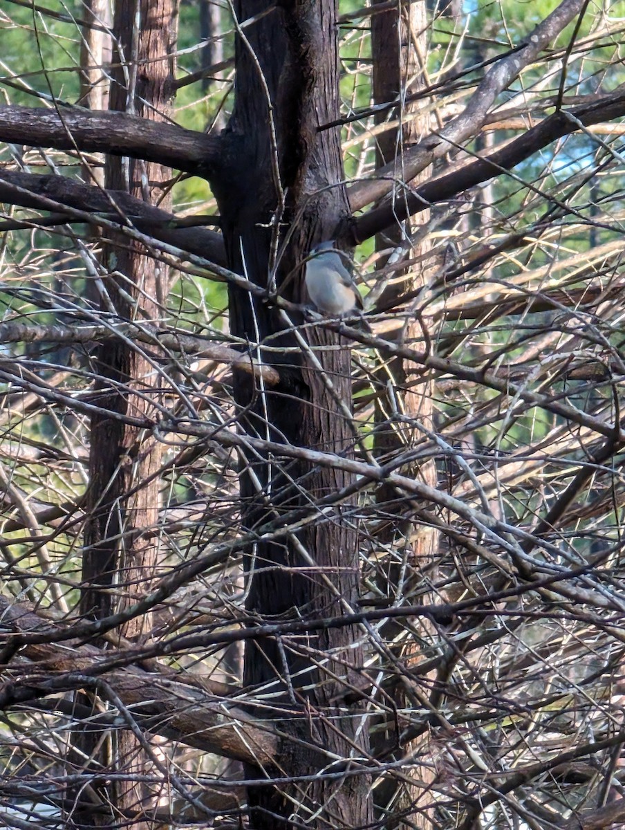 Tufted Titmouse - ML613763863