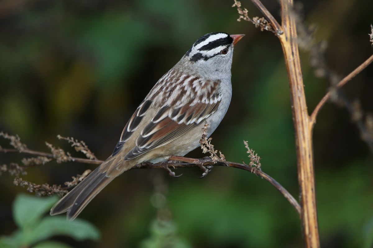 Bruant à couronne blanche - ML613763882