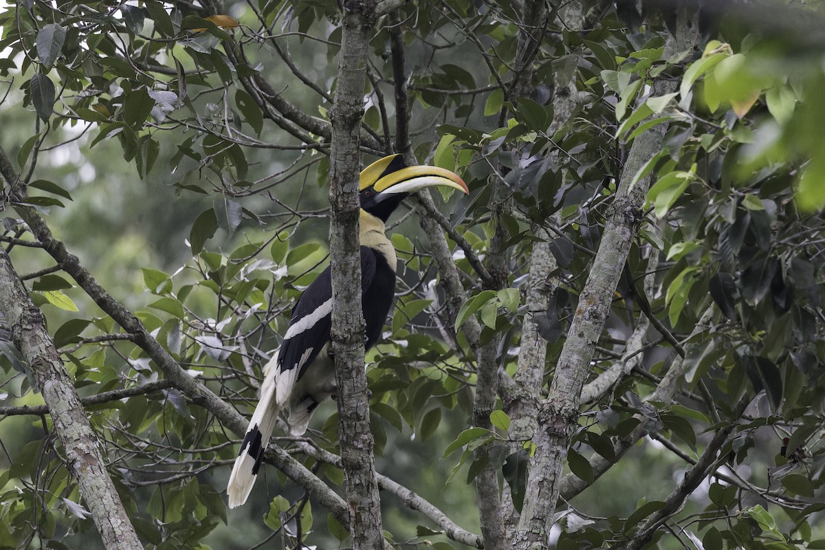 Great Hornbill - ML613763944