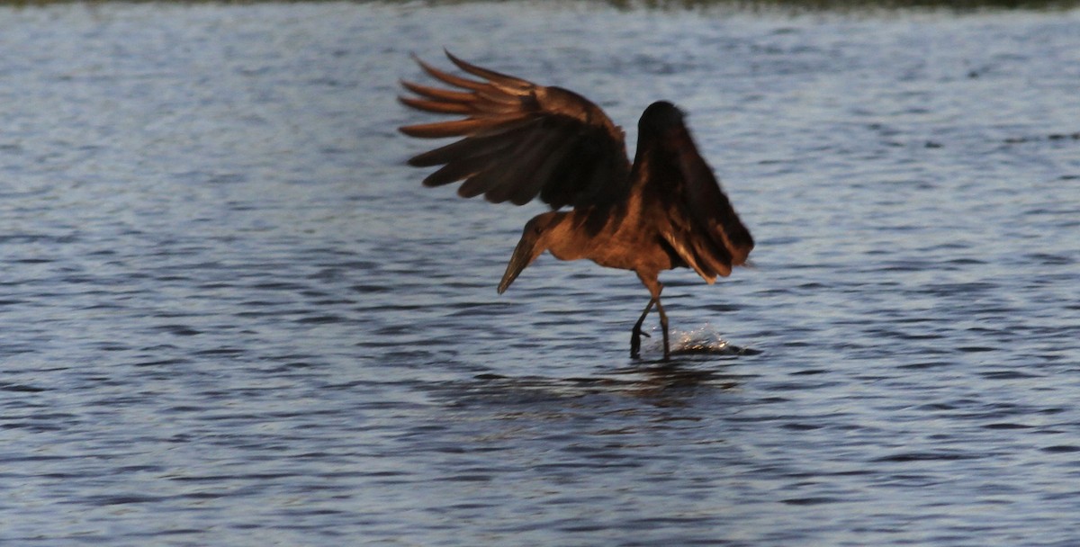 Hamerkop - Anabel&Geoff Harries