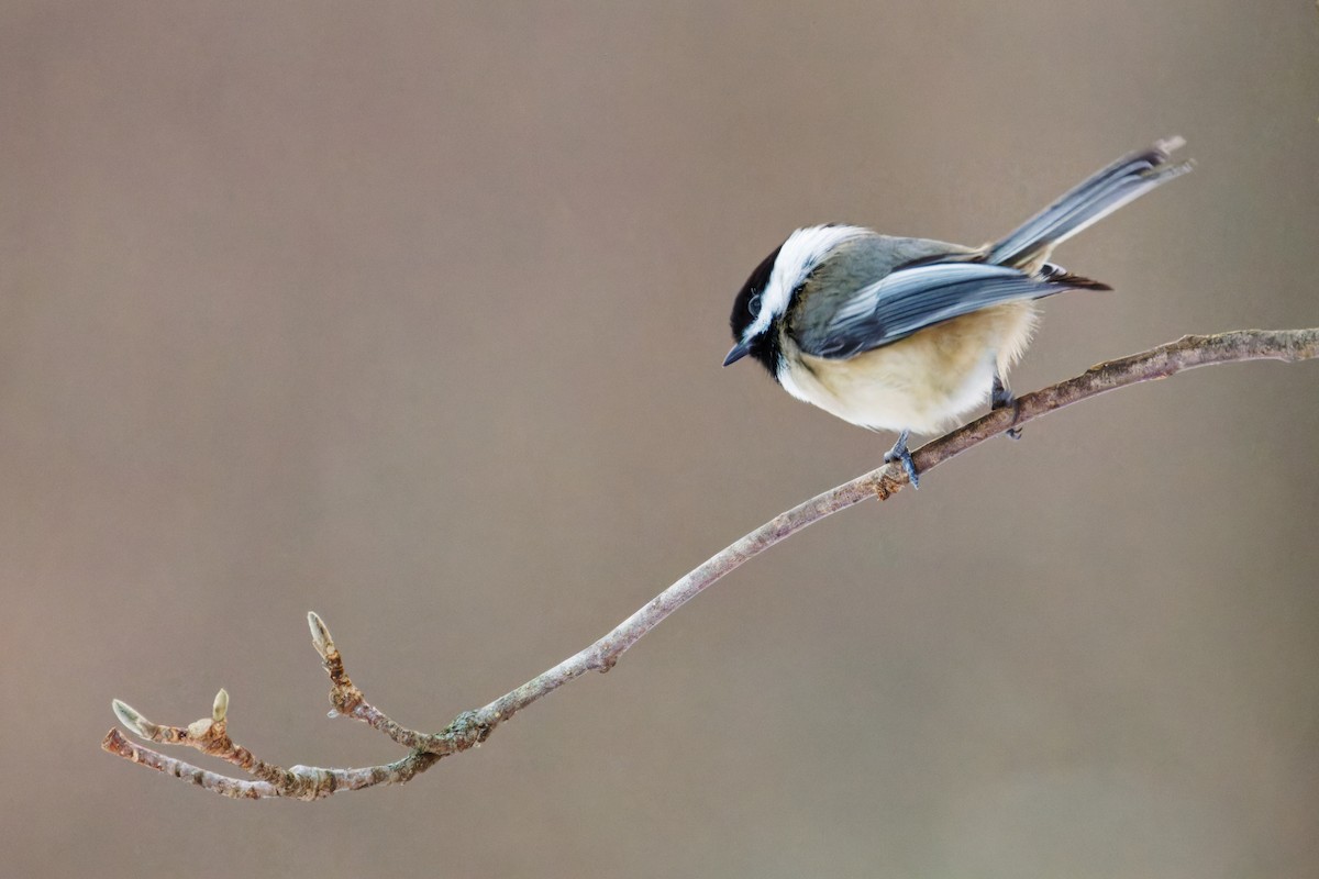 Black-capped Chickadee - ML613764013