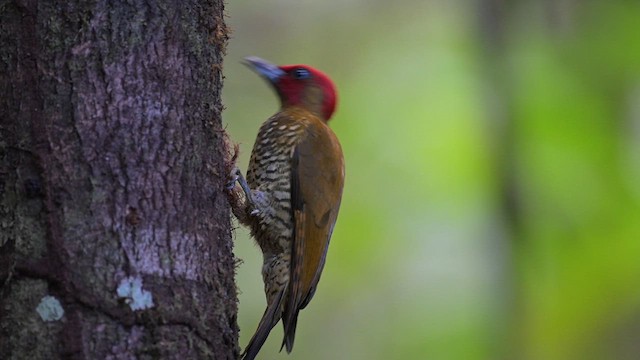 Pic à ailes rousses - ML613764015