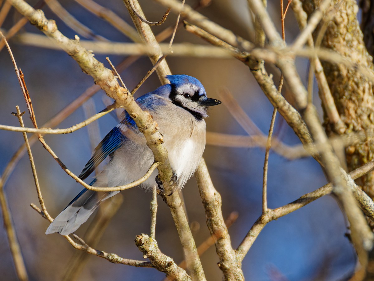 Blue Jay - ML613764035