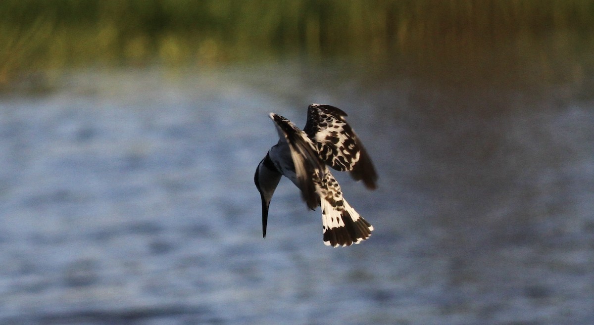 Pied Kingfisher - ML613764044