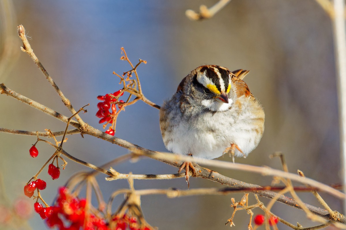 White-throated Sparrow - ML613764051