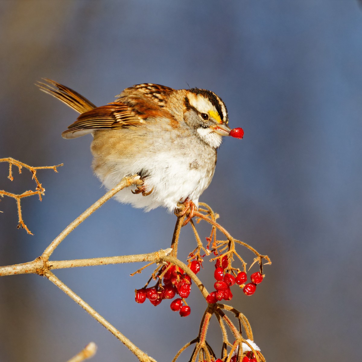White-throated Sparrow - ML613764059