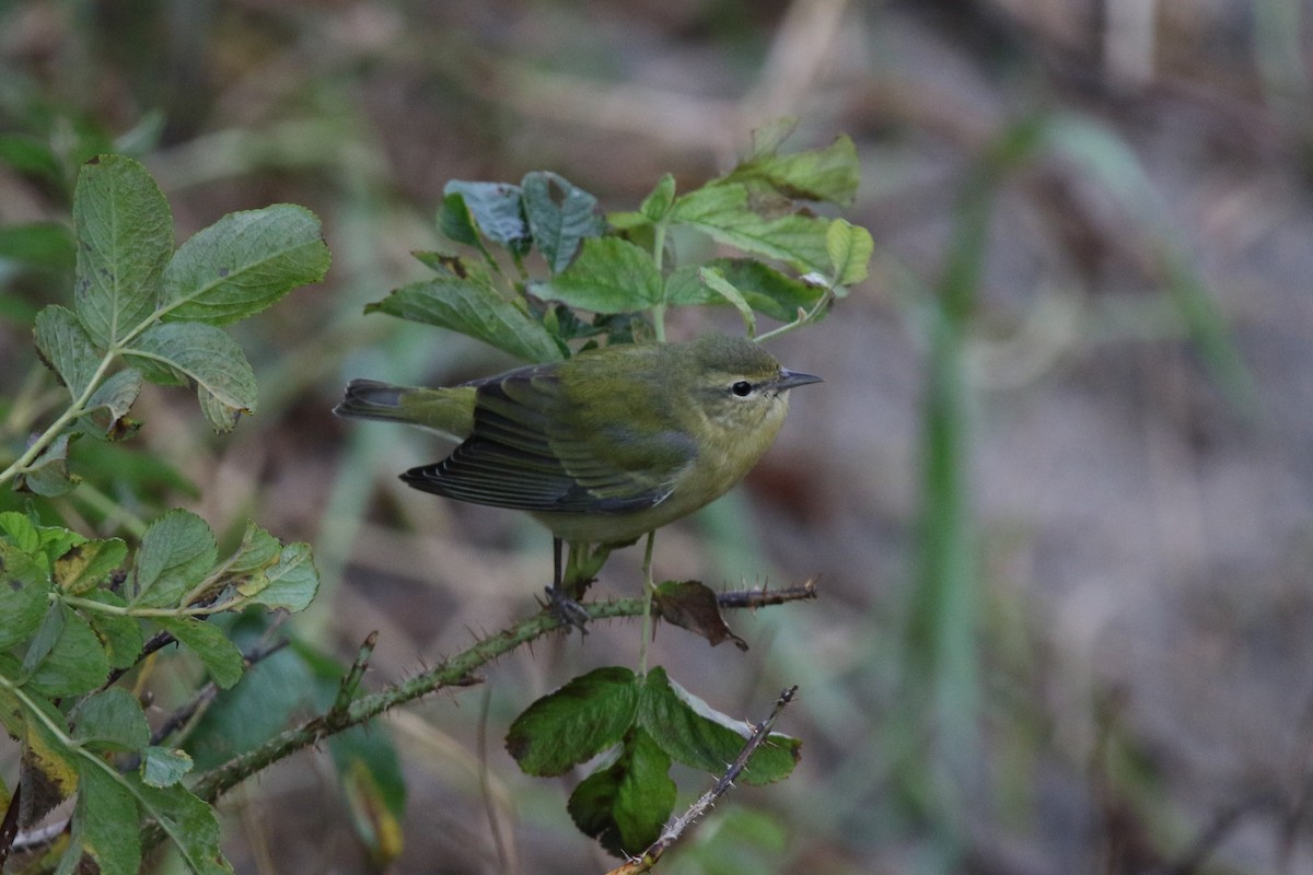 Tennessee Warbler - ML613764138