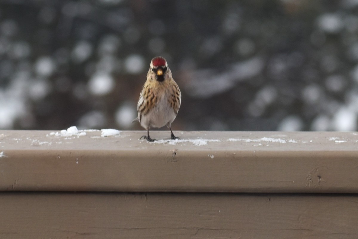 Common Redpoll - ML613764198