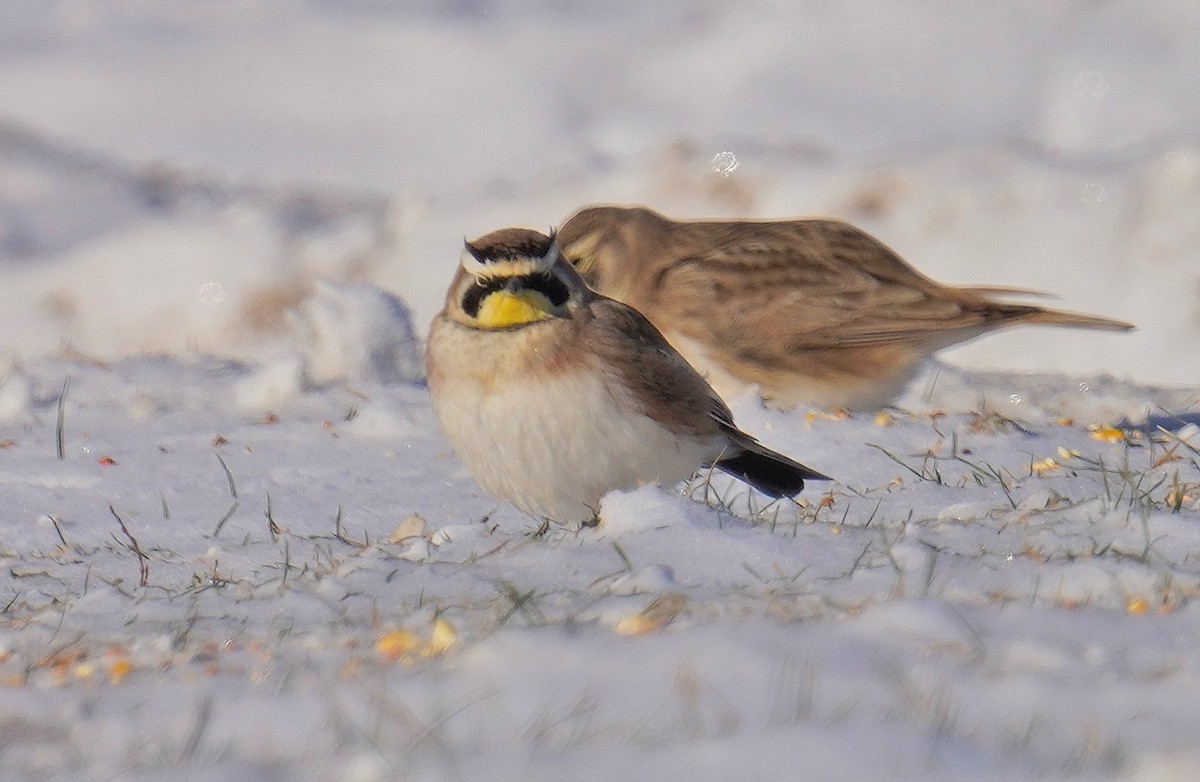 Horned Lark - Dennis Mersky