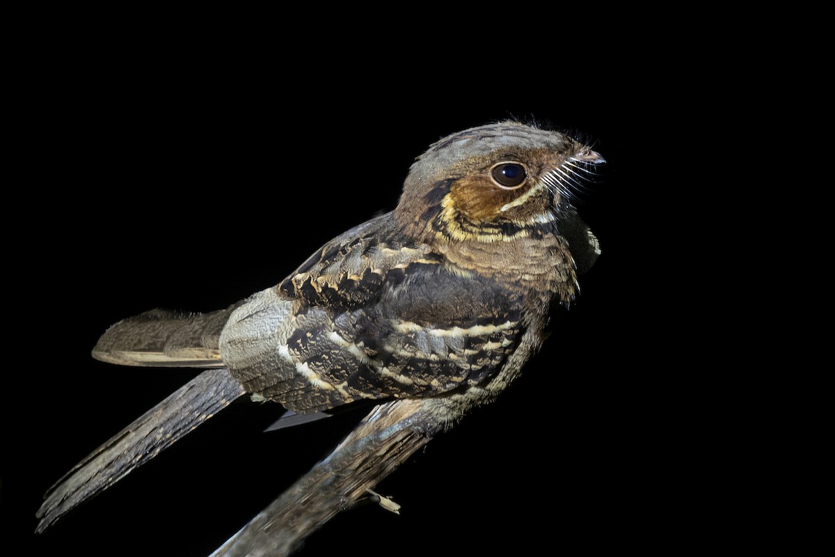 Jerdon's Nightjar - ML613764294