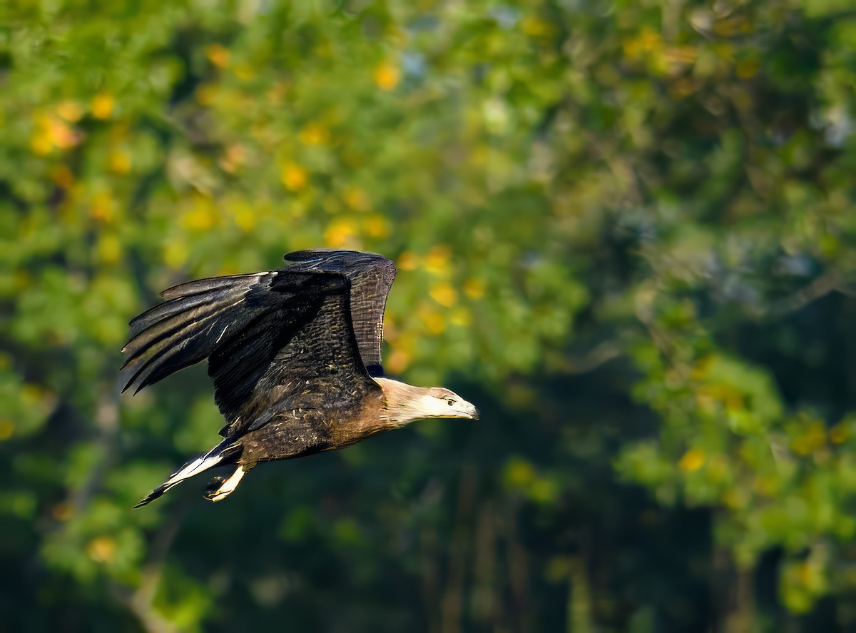 Pallas's Fish-Eagle - Saubhik Ghosh