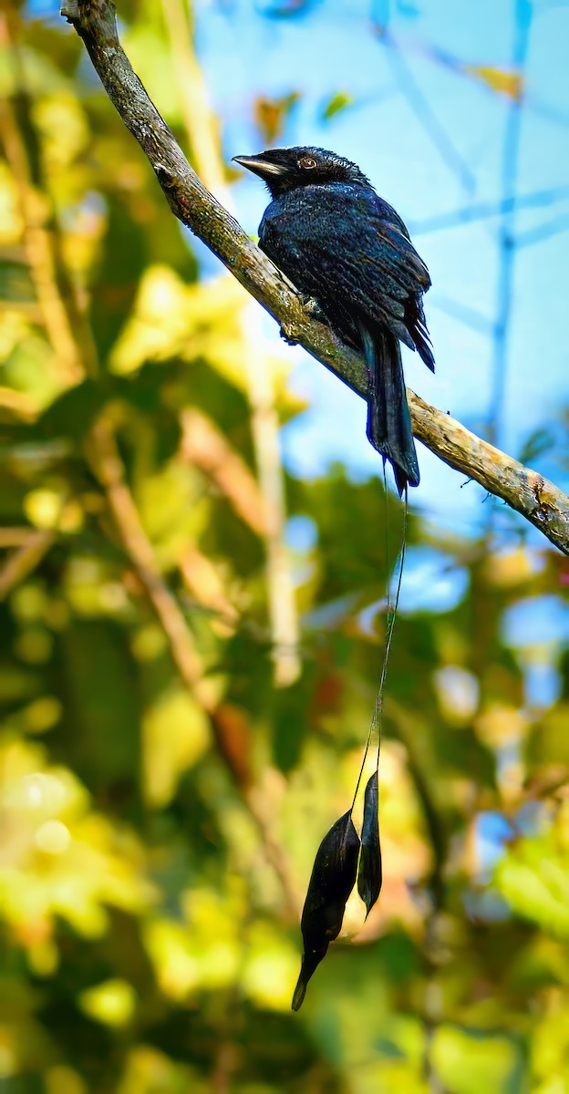 Greater Racket-tailed Drongo - Saubhik Ghosh