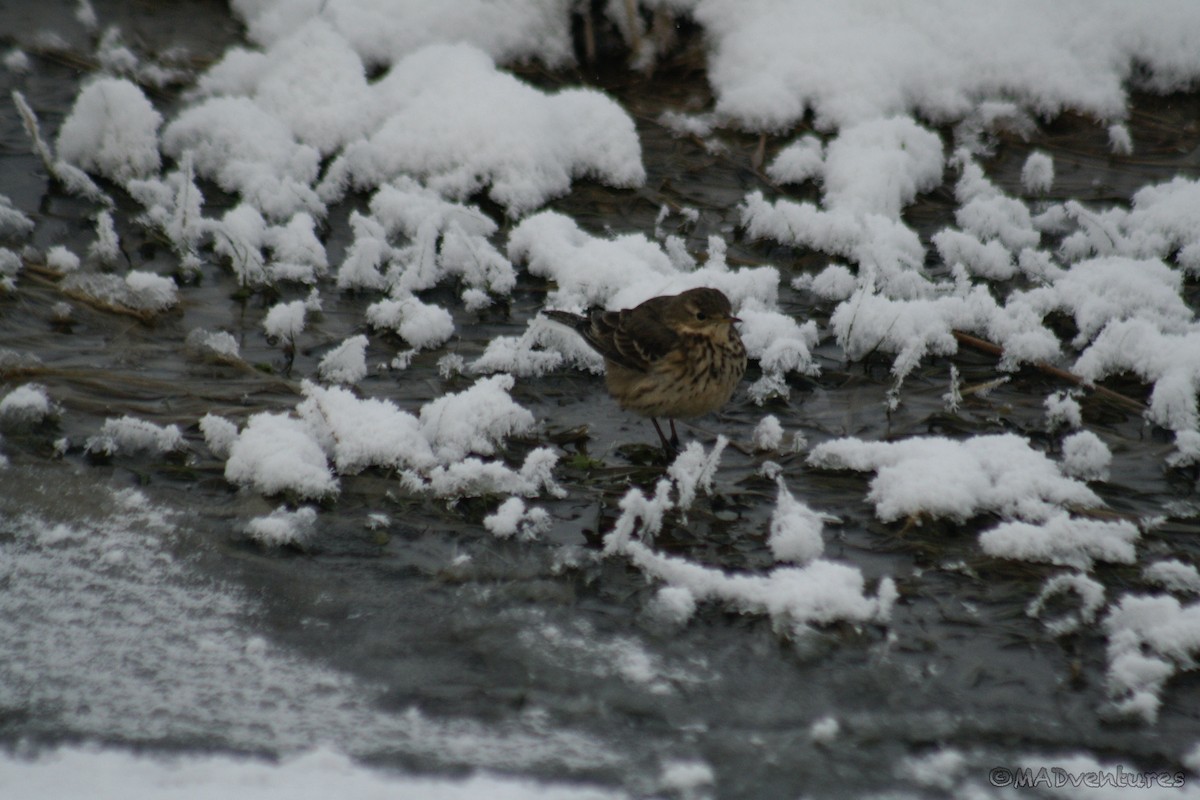 American Pipit - Martin Dibble