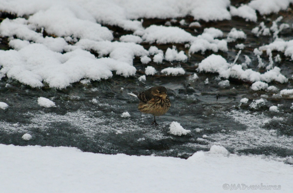 American Pipit - ML613764434