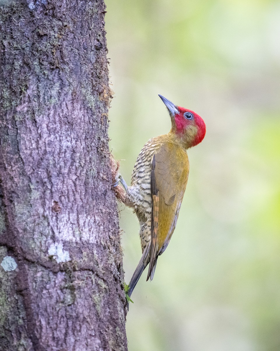 Rufous-winged Woodpecker - ML613764532