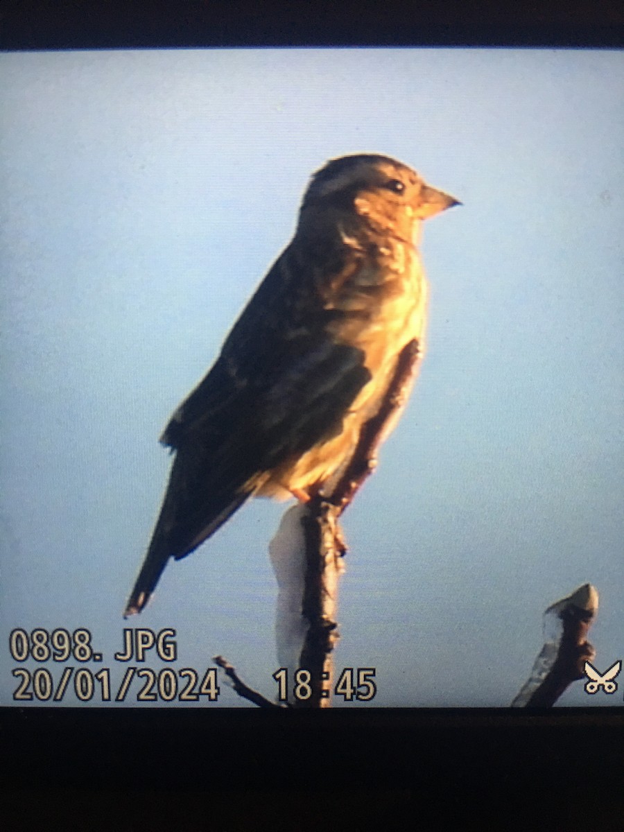 Rock Sparrow - ML613764564