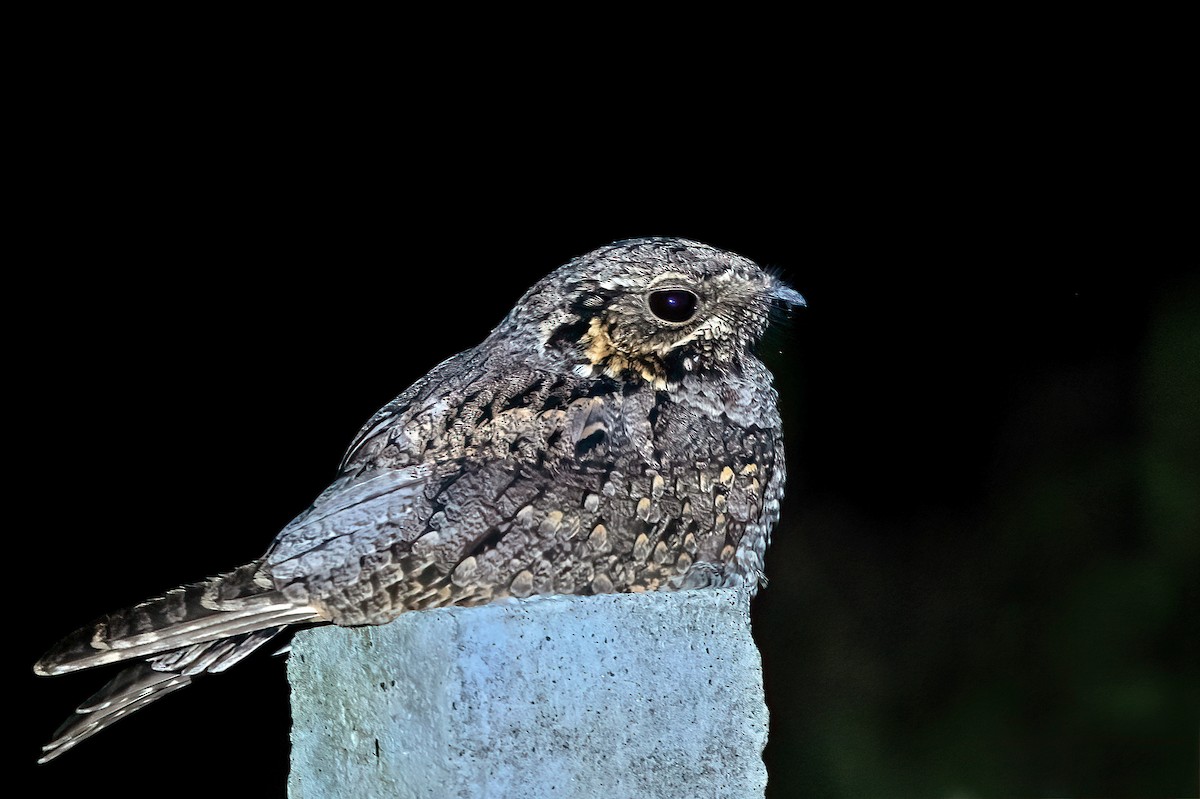 Jungle Nightjar - ML613764612